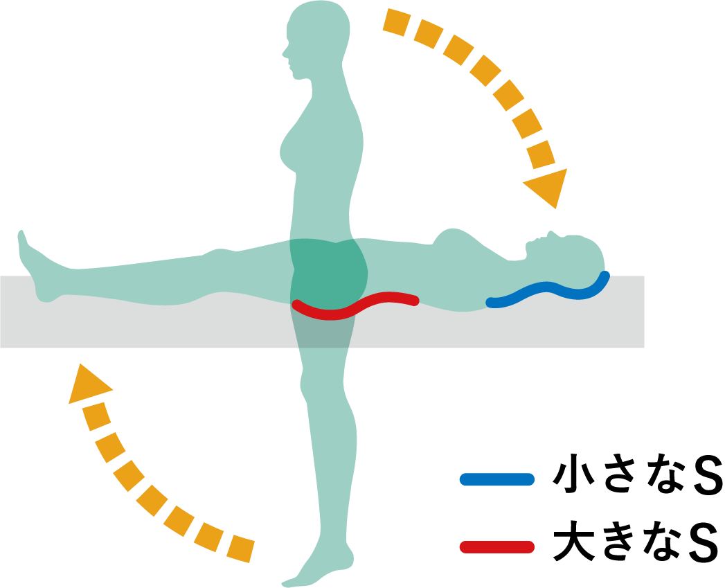 ヒトの体の二つのS字カーブの図